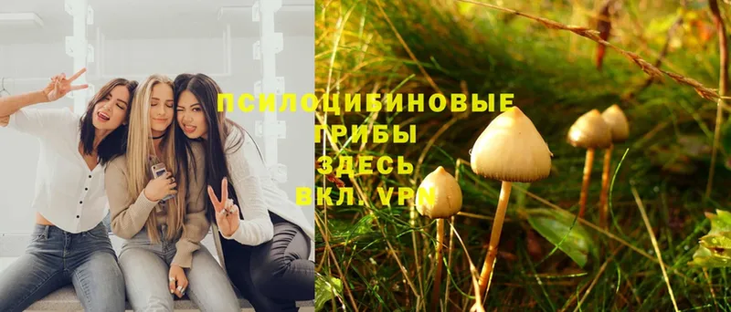 купить   Подпорожье  Галлюциногенные грибы Psilocybe 